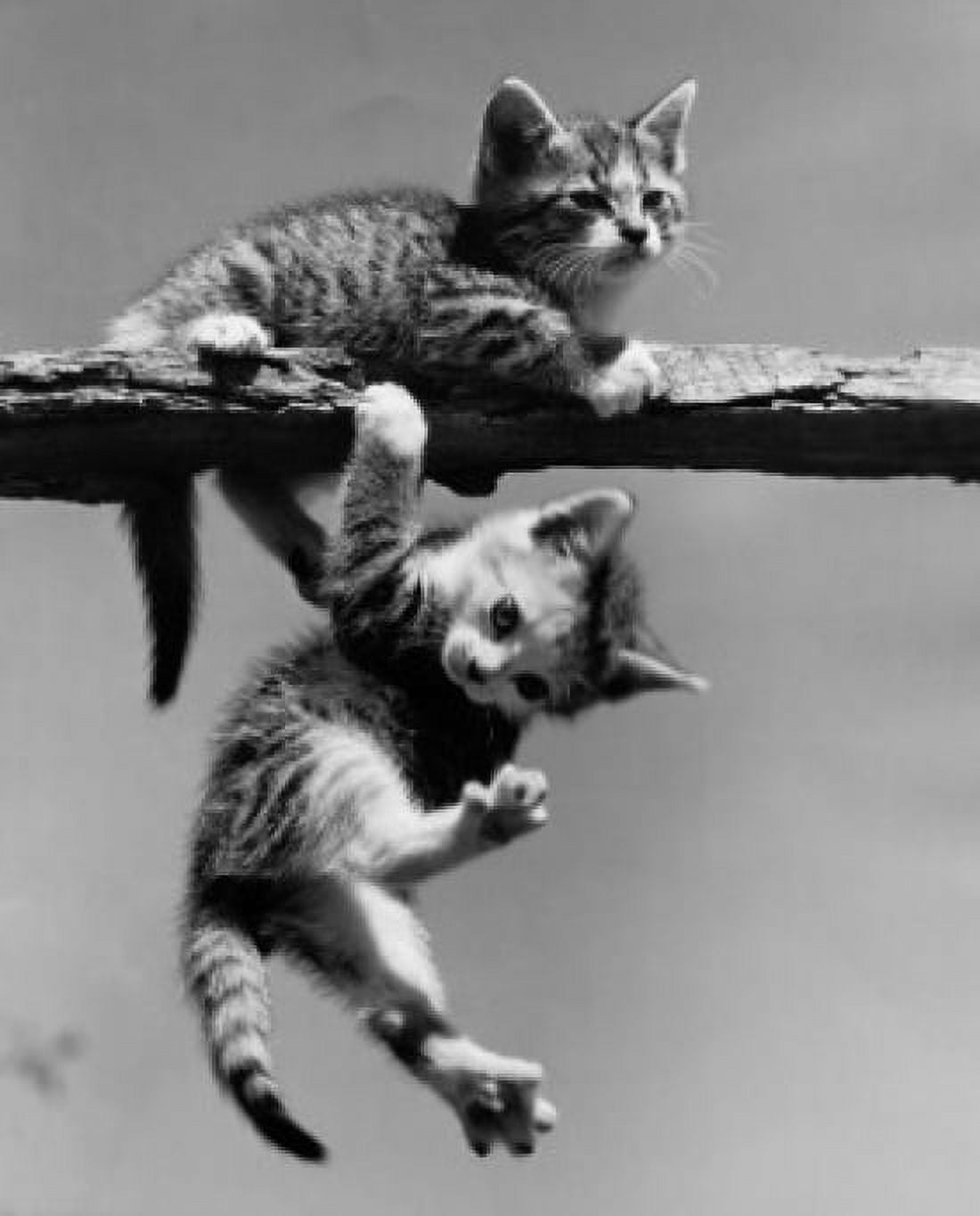 Two kittens playing on railing Canvas Art - (18 x 24)