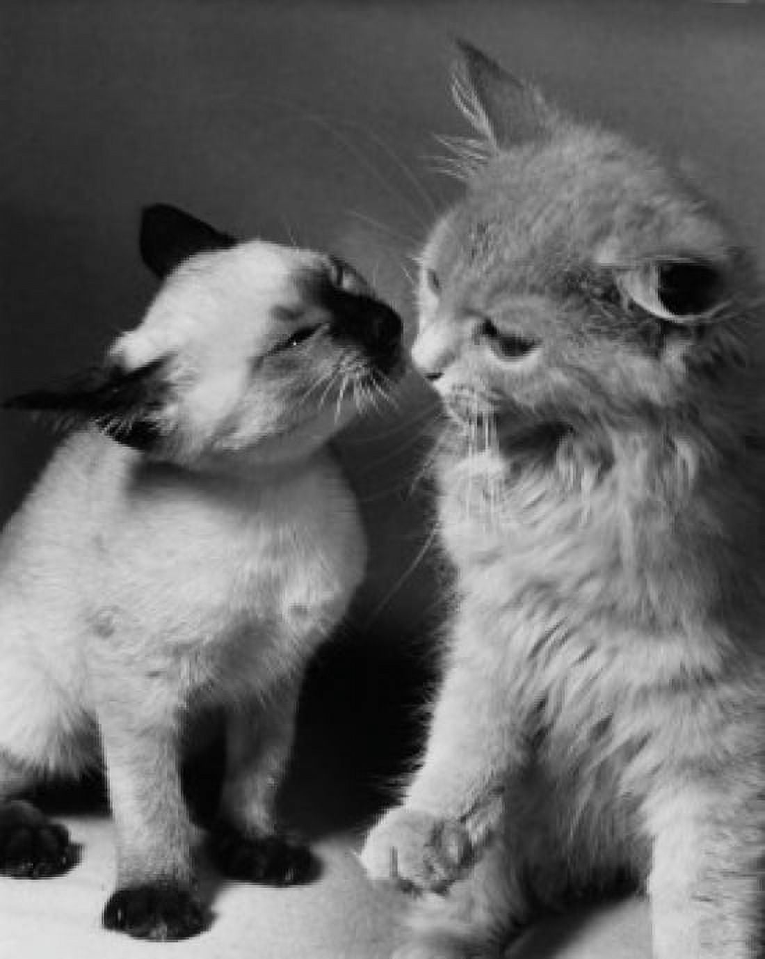 Two kittens sniffing each other Canvas Art - (18 x 24)