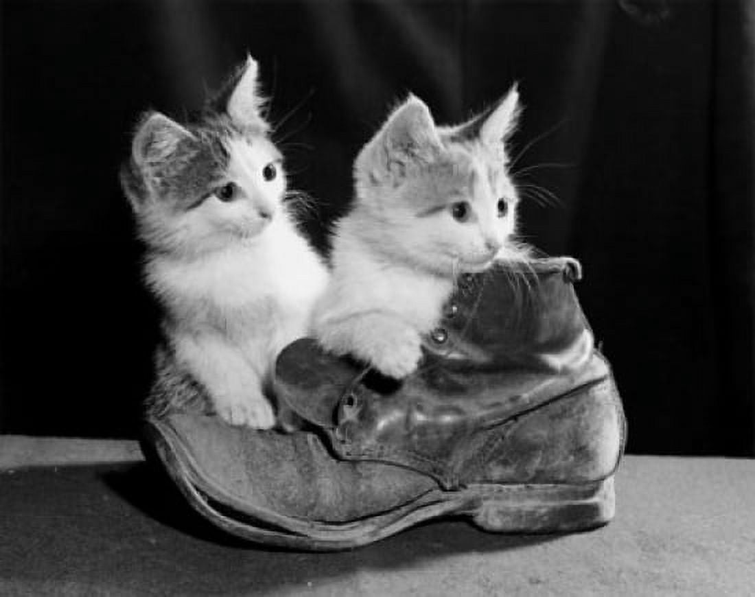 Two kittens with an old boot Canvas Art - (18 x 24)