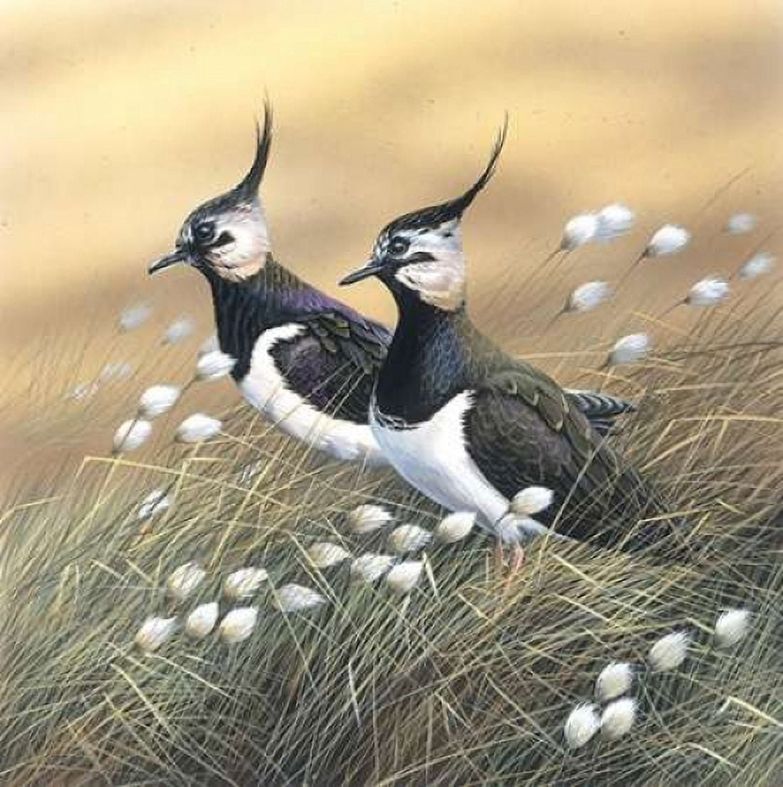 Two lapwings Canvas Art - Jan Weenink (24 x 24)