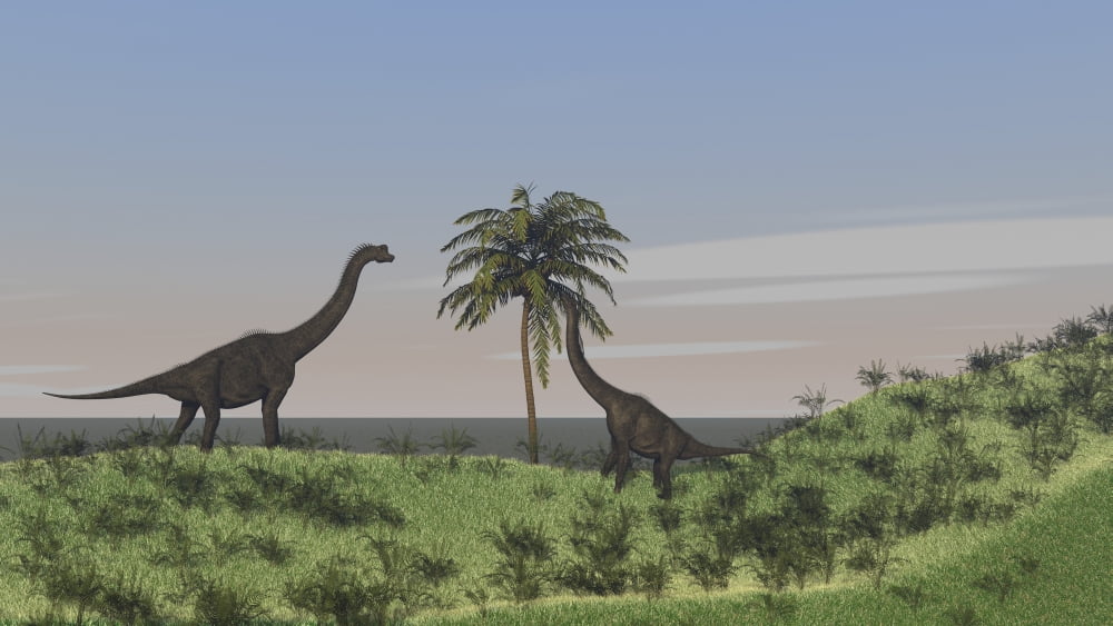 Two large Brachiosaurus grazing on a tall tree Canvas Art - Kostyantyn IvanyshenStocktrek Images (19 x 11)