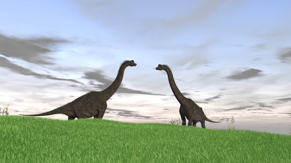 Two large Brachiosaurus in a grassy field Canvas Art - Kostyantyn IvanyshenStocktrek Images (38 x 22)