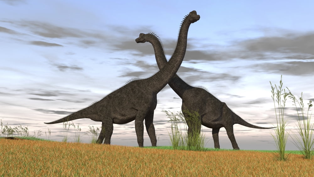 Two large Brachiosaurus in prehistoric grasslands Canvas Art - Kostyantyn IvanyshenStocktrek Images (19 x 11)