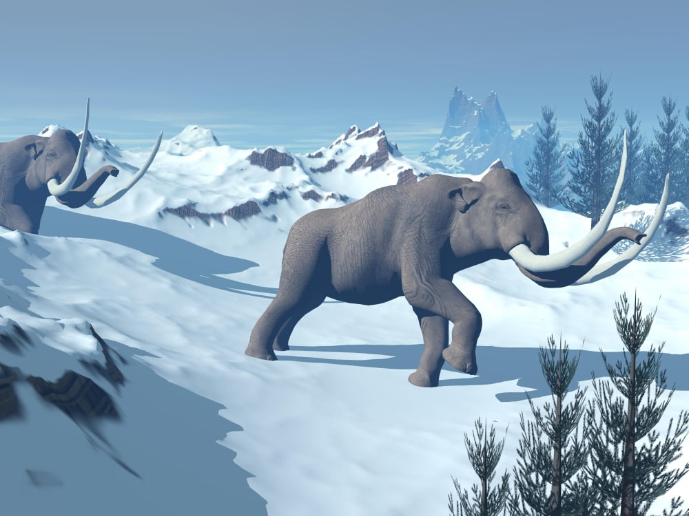 Two large mammoths walking slowly on the snowy mountain Canvas Art - Elena DuvernayStocktrek Images (33 x 25)