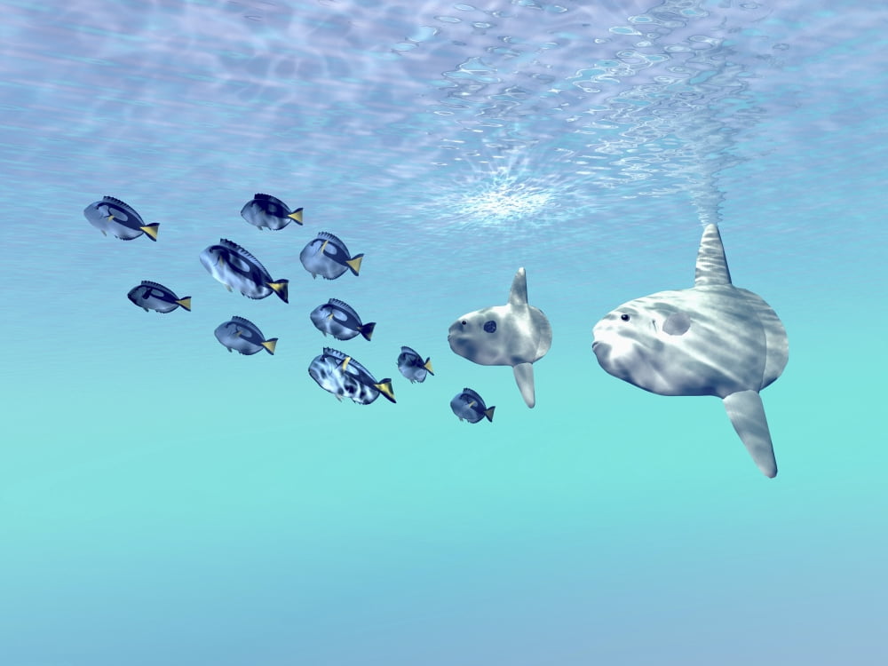 Two large sunfish escort a school of Blue Tango fish Canvas Art - Corey FordStocktrek Images (17 x 13)