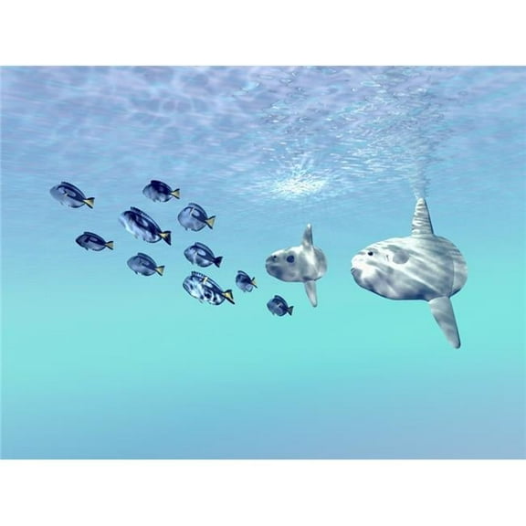 Two large sunfish escort a school of Blue Tango fish Poster Print