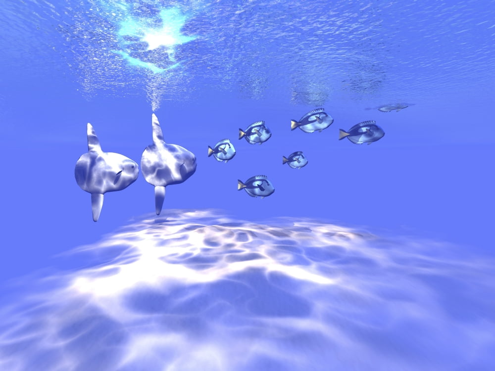 Two large sunfish swim with a group of Blue Tango fish Canvas Art - Corey FordStocktrek Images (33 x 25)