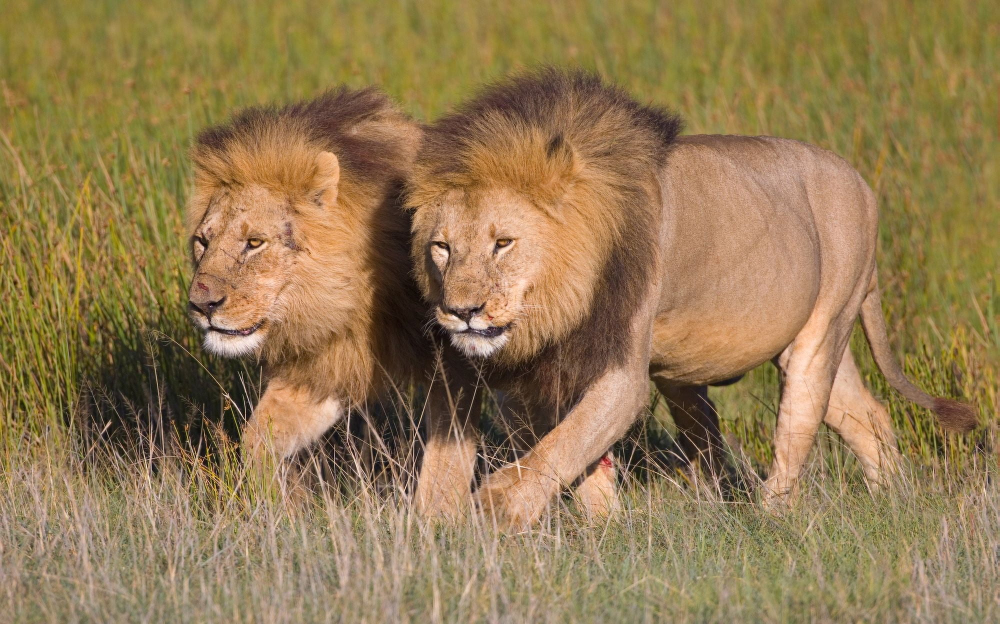Two lion brothers walking in a forest Ngorongoro Conservation Area Arusha Region Tanzania (Panthera leo) Canvas Art - Panoramic Images (20 x 12)