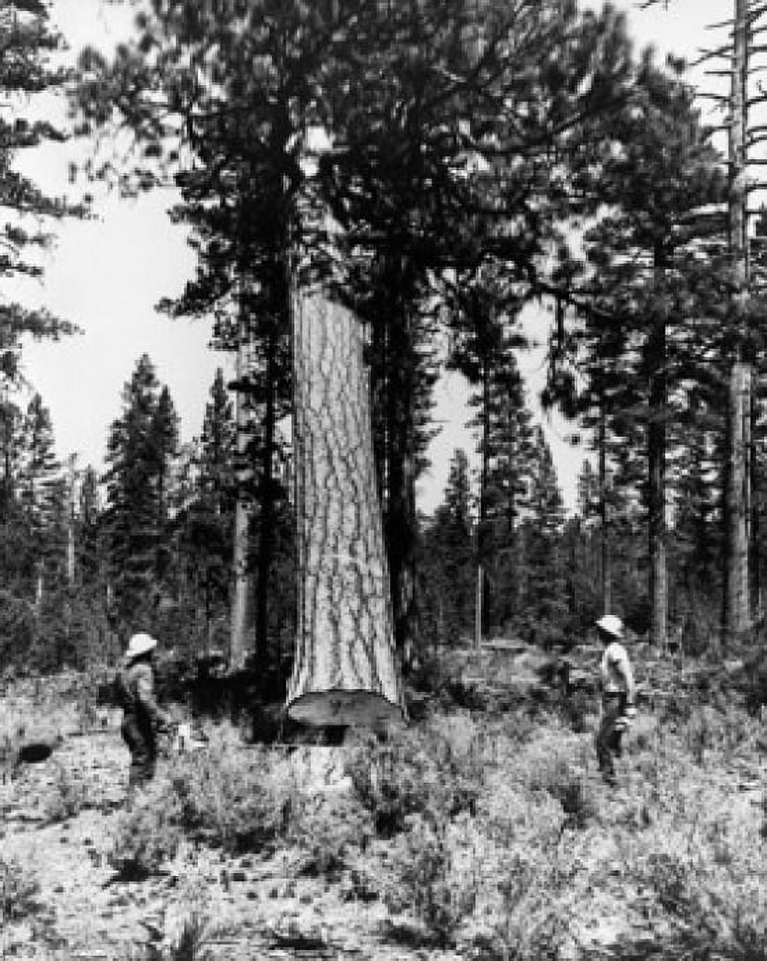 Two lumberjacks standing in a forest Canvas Art - (24 x 36)