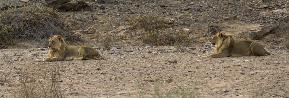 Two male Lions (Panthera leo) resting in a desert Hoanib Skeleton Coast National Park Kunene Namibia Canvas Art - Panoramic Images (36 x 12)