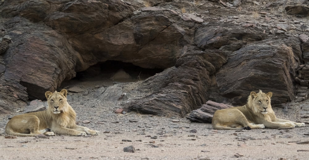 Two male Lions (Panthera leo) resting in a desert Skeleton Coast National Park Kunene Namibia Canvas Art - Panoramic Images (36 x 12)