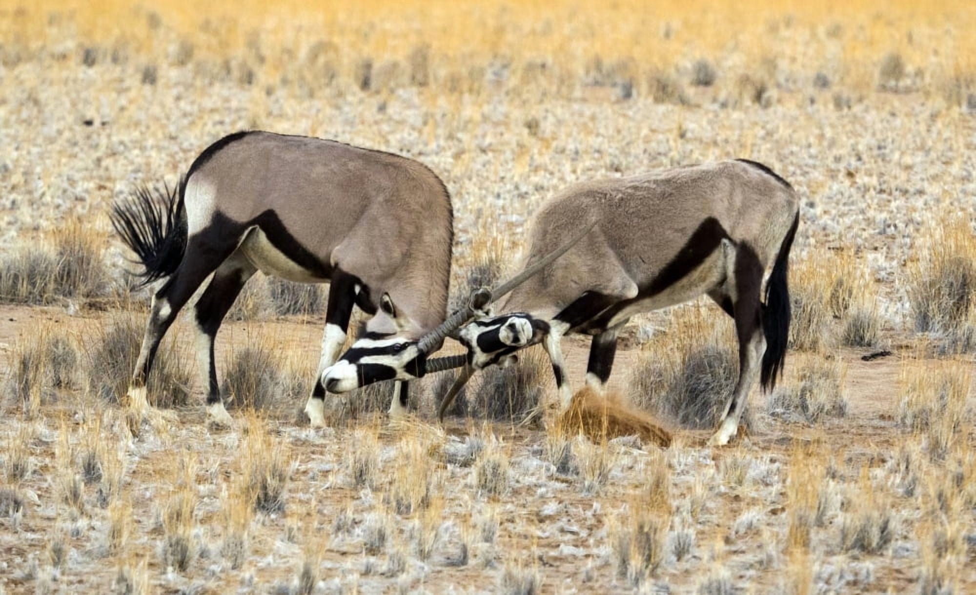 Two male Oryx locking horns Namib-Naukluft National Park Hardap Namibia Canvas Art - Panoramic Images (20 x 12)