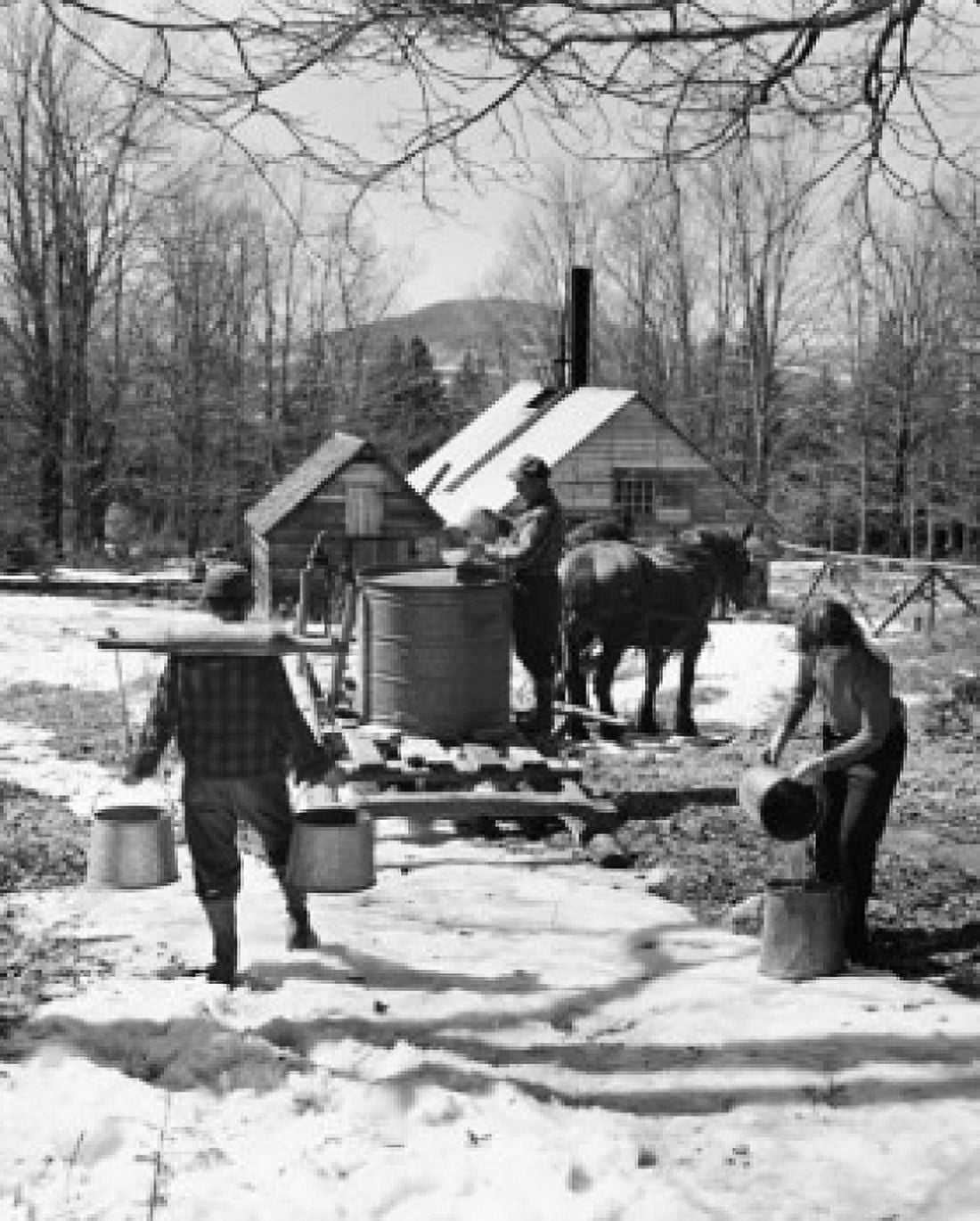 Two men and a woman collecting sap to produce maple syrup Lancaster New Hampshire USA Canvas Art - (24 x 36)