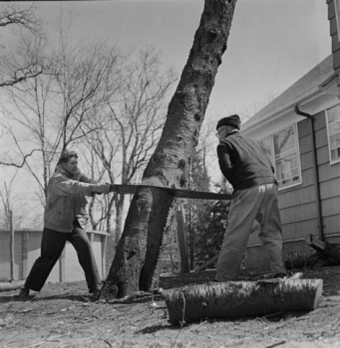 Two men sawing tree in backyard Canvas Art -  (24 x 36)