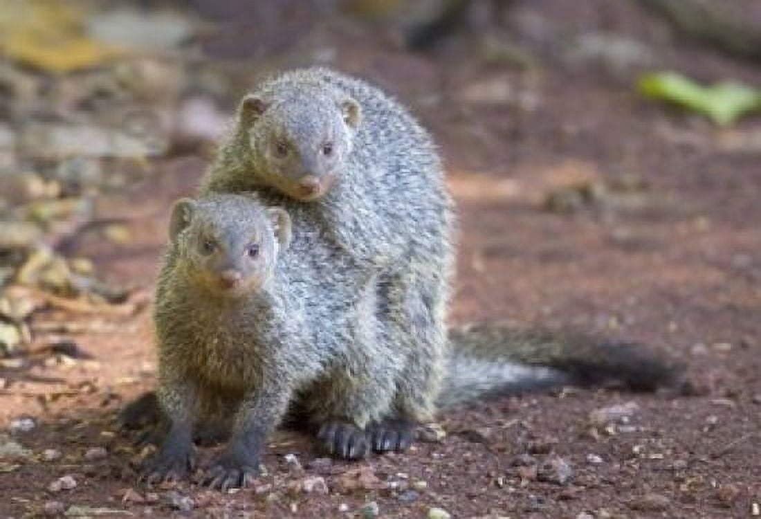 Two mongoose mating Lake Manyara National Park Tanzania Canvas Art - Panoramic Images (16 x 11)