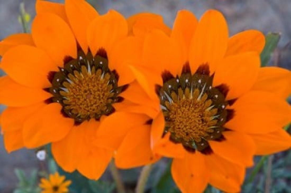 Two orange Spring flowers South Africa Canvas Art - Ralph H Bendjebar DanitaDelimont (17 x 11)