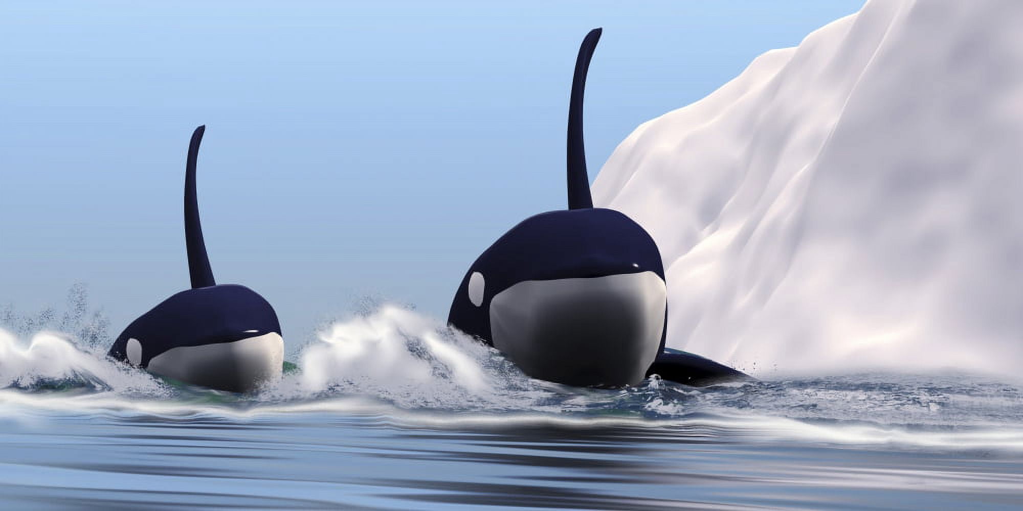 Two orca whales pass near an iceberg in the north Arctic Ocean Canvas Art - Corey FordStocktrek Images (20 x 10)