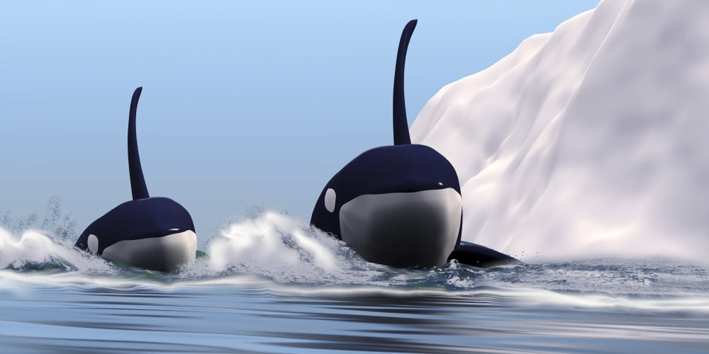 Two orca whales pass near an iceberg in the north Arctic Ocean Canvas Art - Corey FordStocktrek Images (40 x 20)