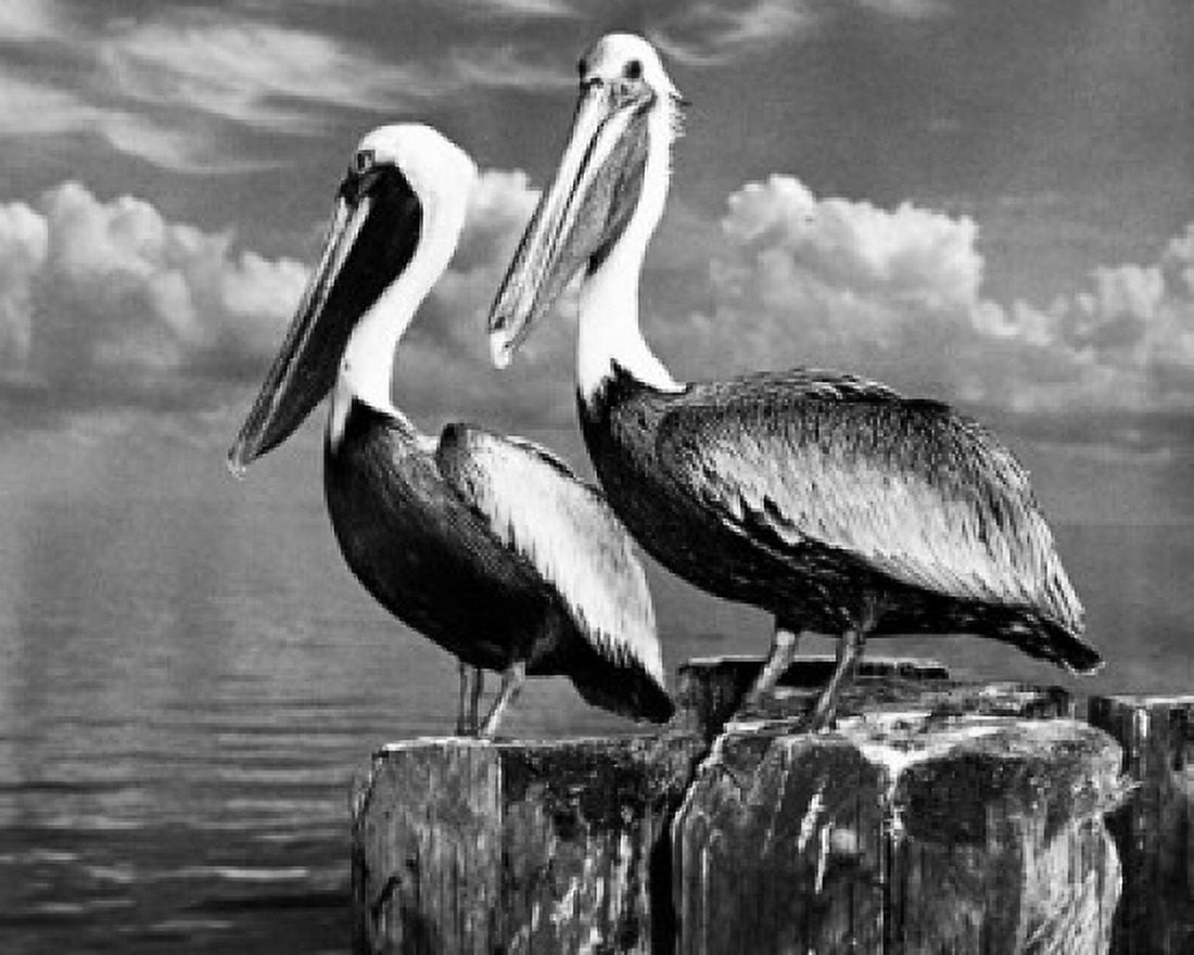 Two pelicans perching on pilings Canvas Art - (18 x 24)