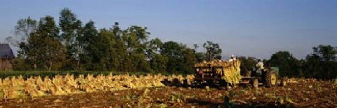 Two people harvesting tobacco Winchester Kentucky USA Canvas Art - Panoramic Images (36 x 12)