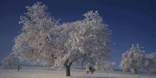 Two people horseback riding through cherry trees on a snow covered landscape Aargau Switzerland Canvas Art - Panoramic Images (24 x 12)