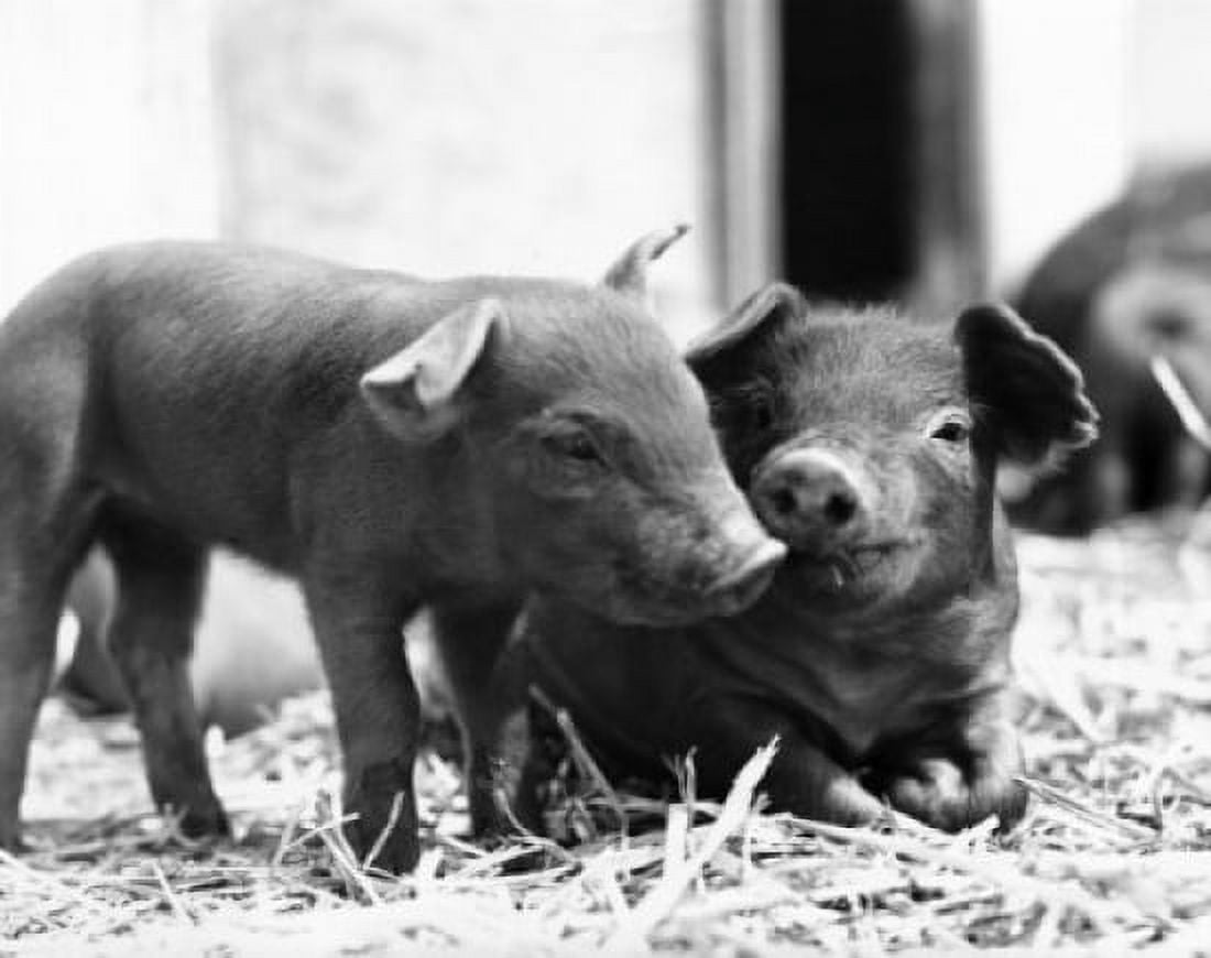 Two piglets lying in straw Canvas Art -  (18 x 24)