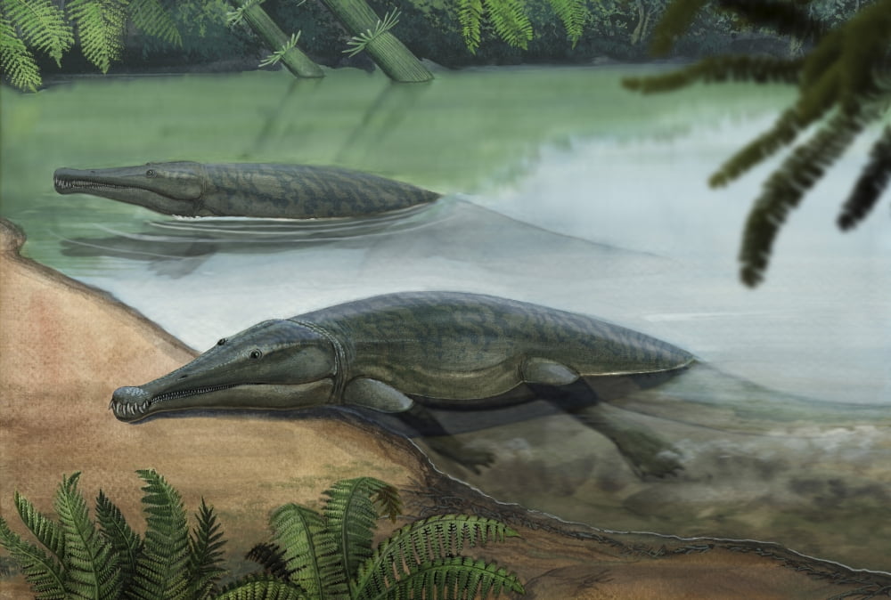 Two prehistoric Platyoposaurus stuckenbergi swim ashore Canvas Art - Sergey KrasovskiyStocktrek Images (17 x 12)