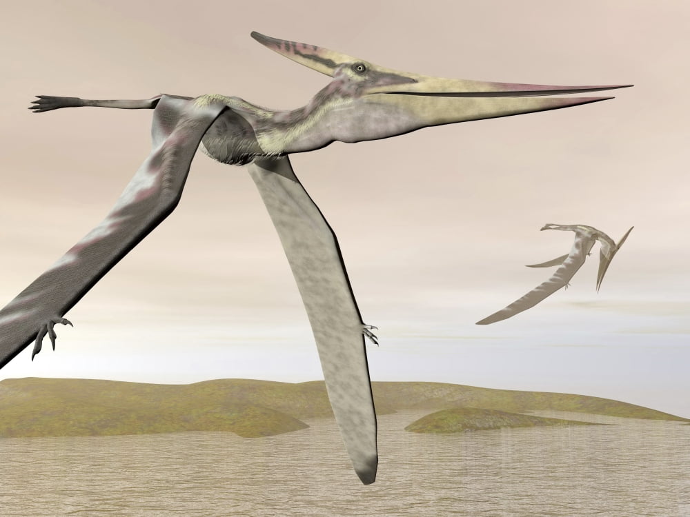 Two pteranodons flying over small islands Canvas Art - Elena DuvernayStocktrek Images (17 x 13)