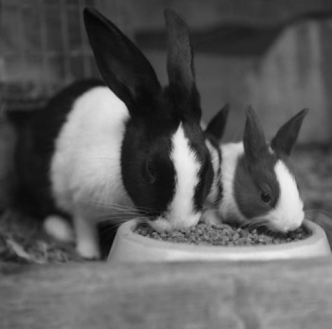 Two rabbits Canvas Art - (24 x 36)