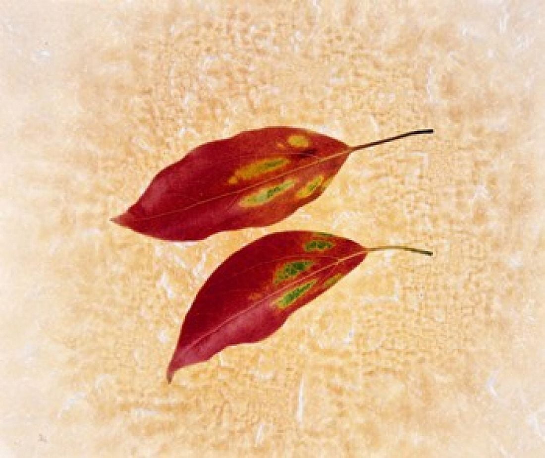 Two red leaves on pink background Canvas Art - Panoramic Images (16 x 14)