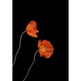 thumbnail image 1 of Two red poppies on a black background by Hilary Jane Morgan / Design Pics (11 x 16), 1 of 3