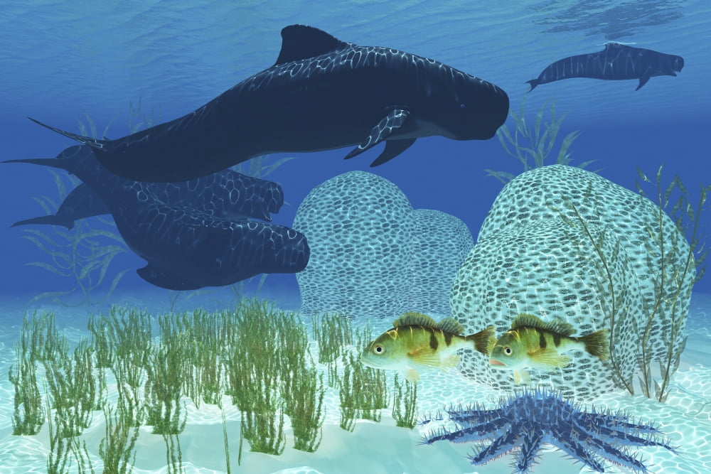 Two rockfish watch cautiously as a pod of pilot whales swim past a coral reef Canvas Art - Corey FordStocktrek Images (18 x 12)