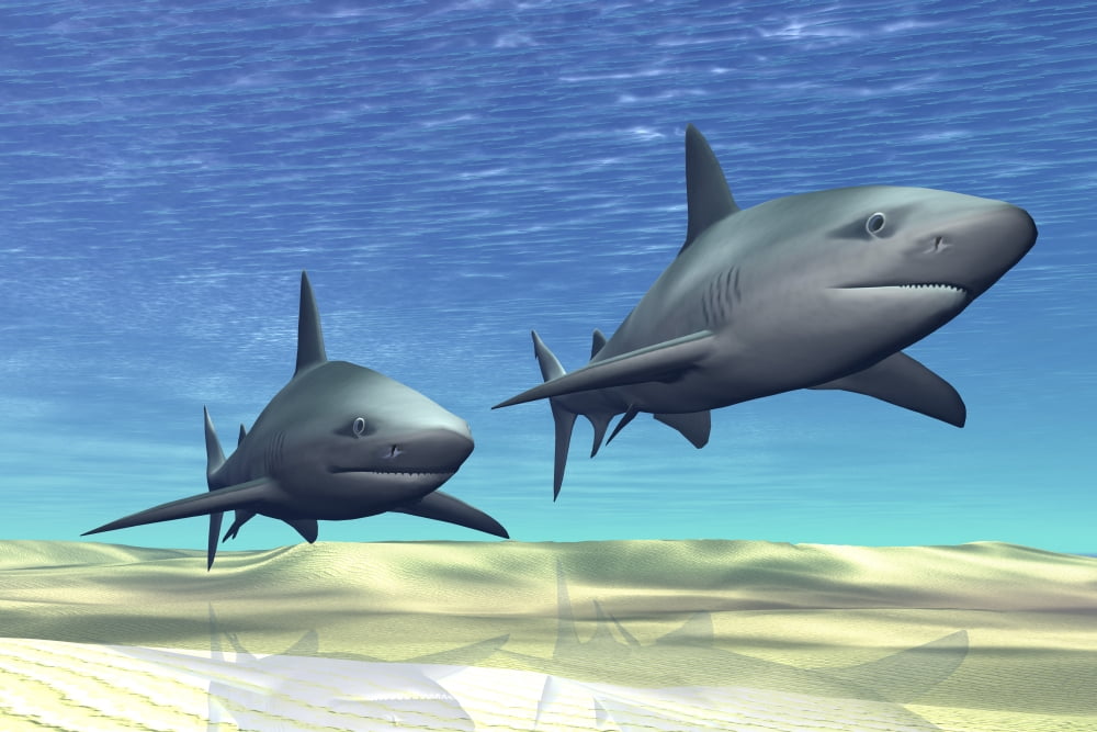 Two sharks on patrol over a sandy reef Canvas Art - Corey FordStocktrek Images (35 x 23)