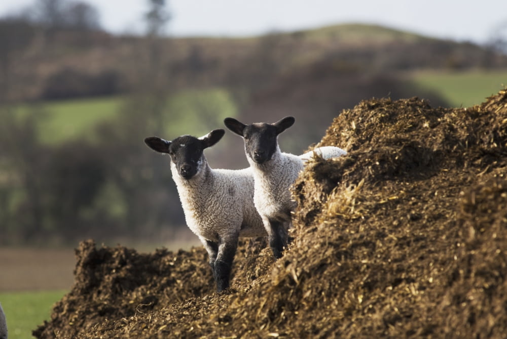 Two sheep standing together looking at the camera Northumberland England Canvas Art - John Short Design Pics (38 x 24)