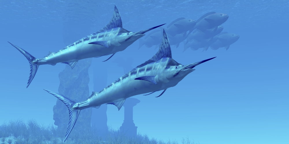 Two sleek Blue Marlins swim close to a school of fish Canvas Art - Corey FordStocktrek Images (40 x 20)