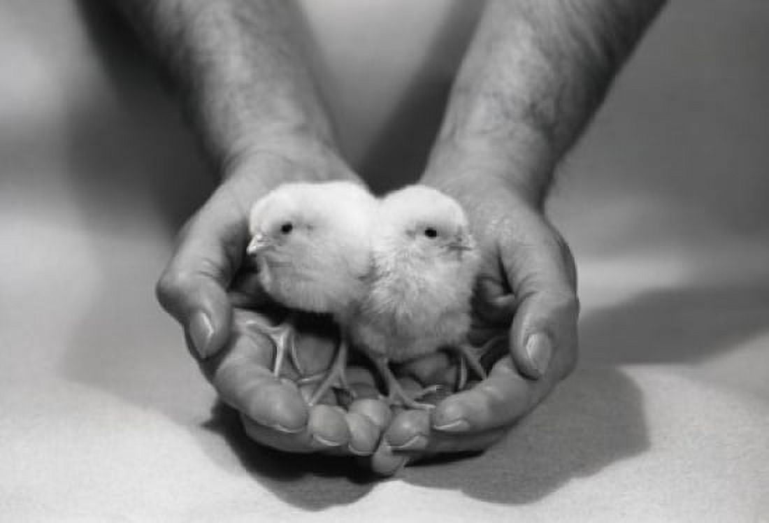 Two small chickens Canvas Art - (24 x 36)