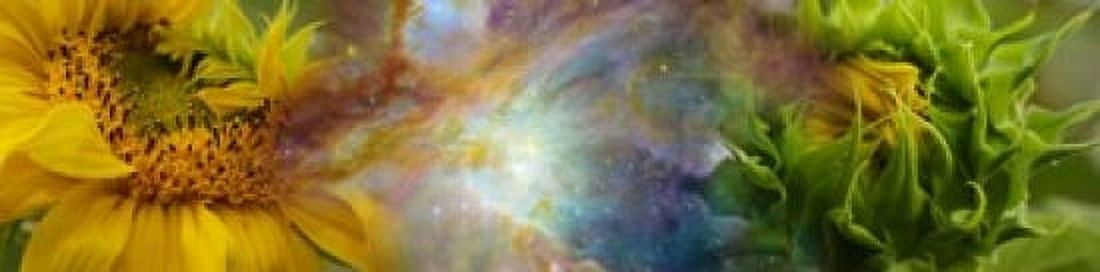 Two sunflowers with gaseous nebula Canvas Art - Panoramic Images (40 x 10)