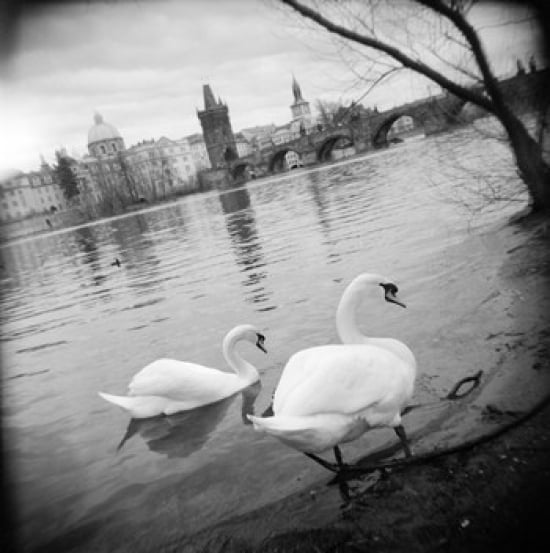 Two swans in a river Vltava River Prague Czech Republic Canvas Art - Panoramic Images (36 x 36)
