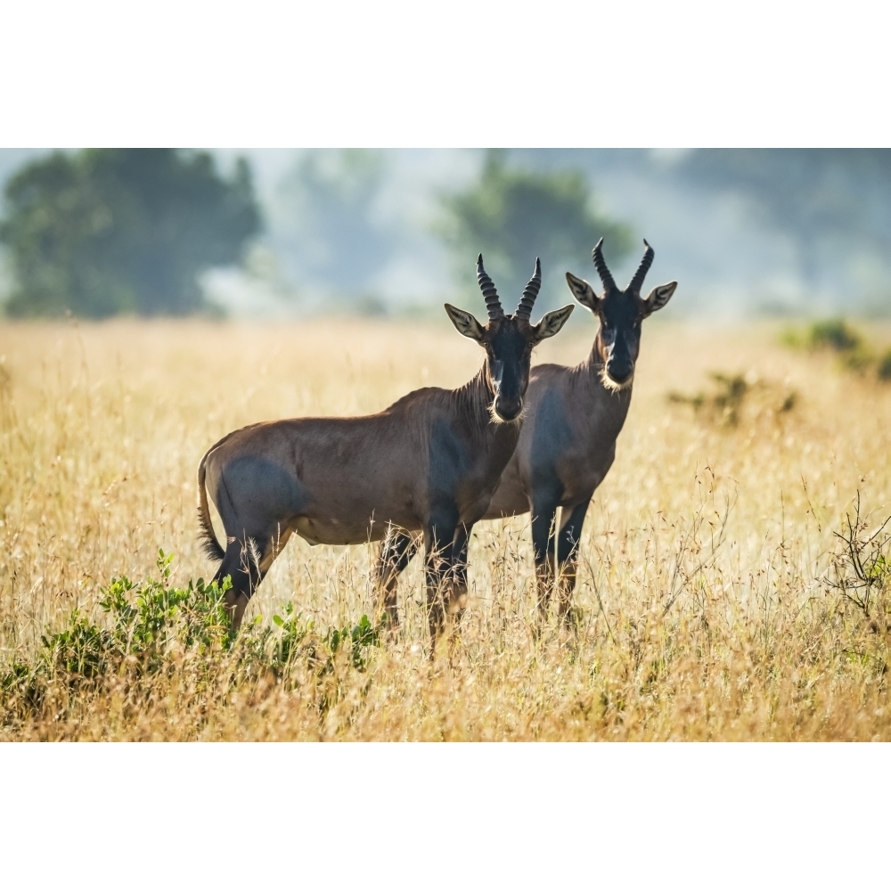 Two topi stand together in African savannah Serengeti National Park ...