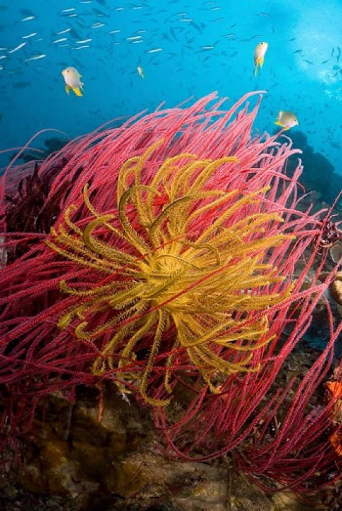 Two varieties of feather star crinoids Pisang Islands Papua Indonesia Canvas Art - Jaynes Gallery DanitaDelimont (18 x 26)