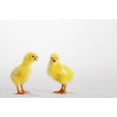 thumbnail image 1 of Two yellow baby chicks chirping;British columbia canada Poster Print (18 x 12), 1 of 3