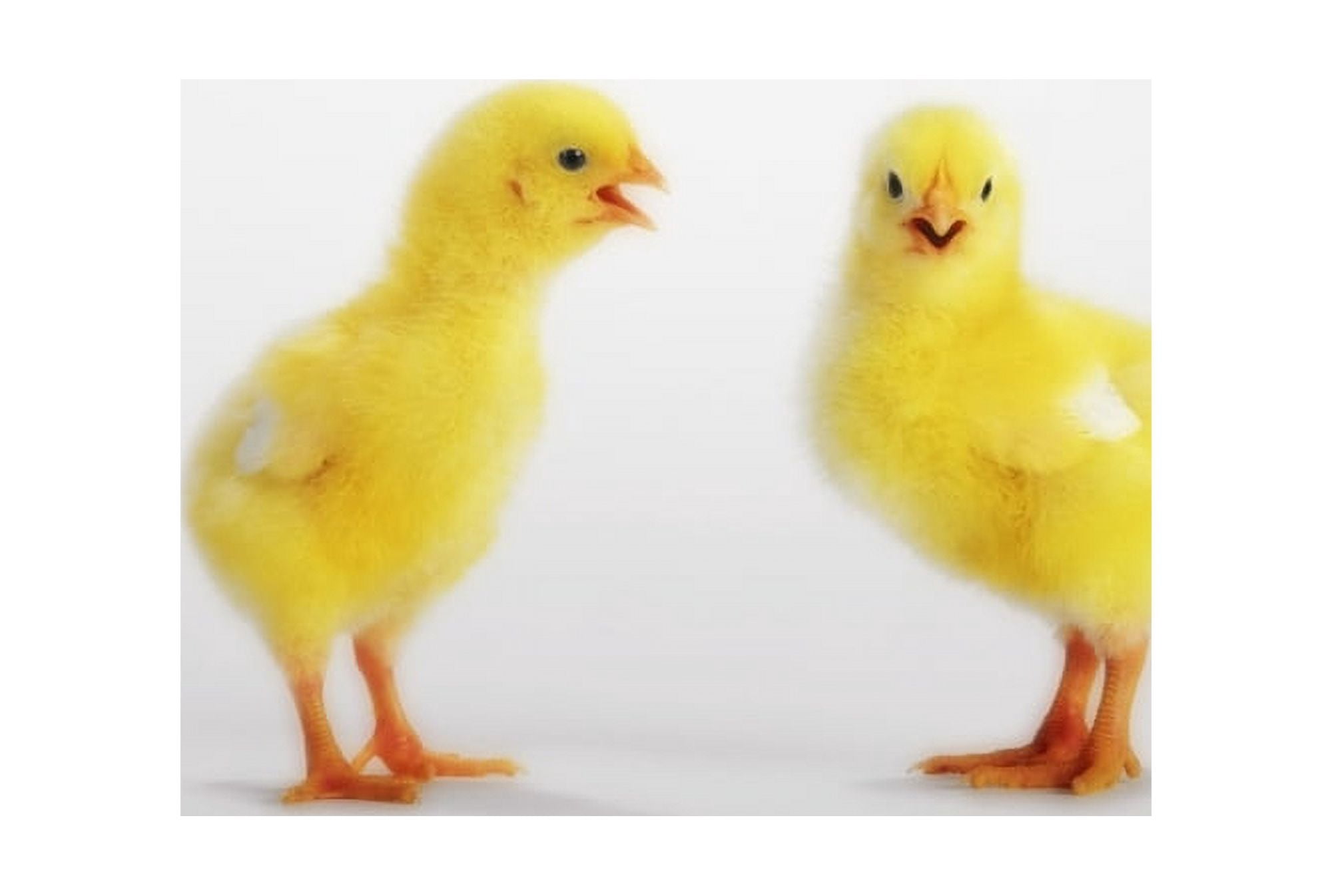 Two yellow baby chicks chirpingBritish columbia canada Canvas Art - Thomas Kitchin & Victoria Hurst Design Pics (18 x 12)