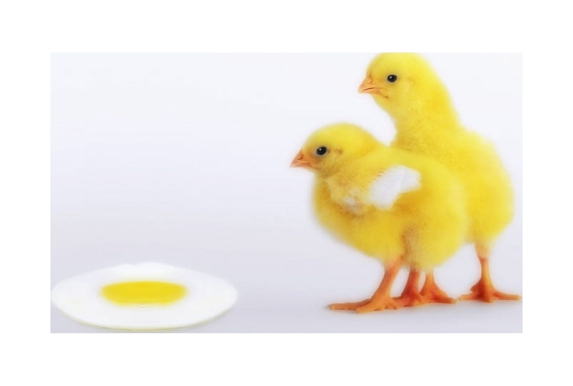 Two yellow baby chicks looking at fried eggBritish columbia canada Canvas Art - Thomas Kitchin & Victoria Hurst  Design Pics (36 x 24)