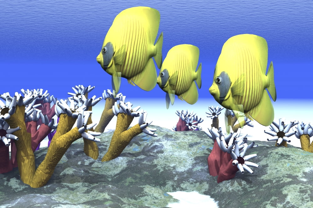 Two yellow butterflyfish swim among the sea anemone Canvas Art - Corey FordStocktrek Images (35 x 23)