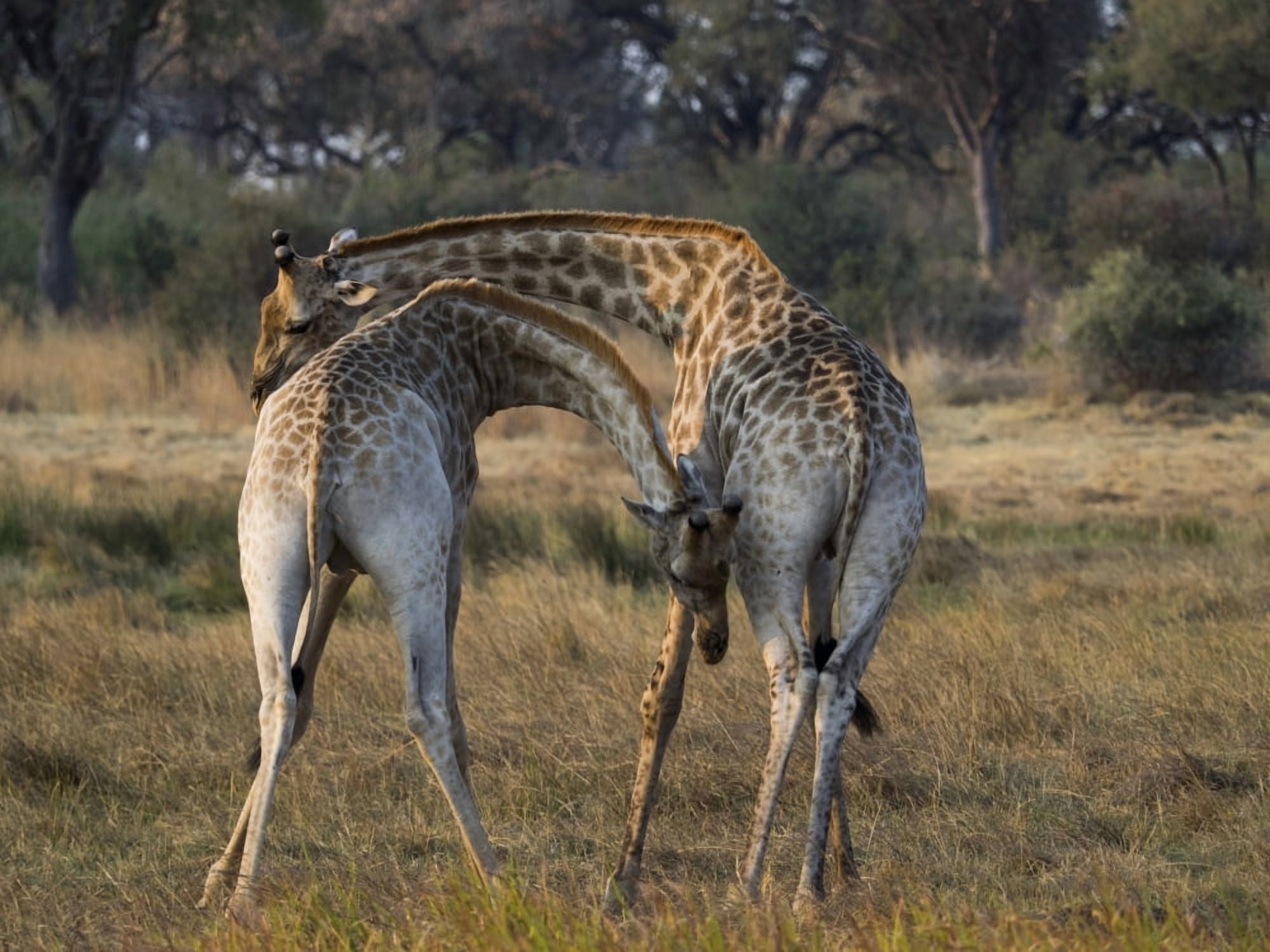 Two young Giraffes necking (Giraffa camelopardalis) in a field Okavango Delta Botswana Canvas Art - Panoramic Images (12 x 16)