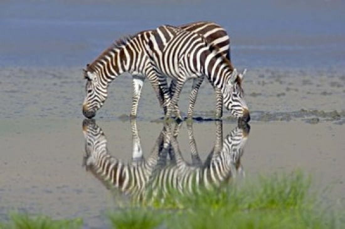 Two zebras drinking water from a lake Ngorongoro Conservation Area Arusha Region Tanzania (Equus burchelli chapmani) Canvas Art - Panoramic Images (16 x 11)