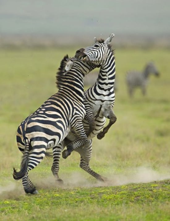 Two zebras fighting in a field Ngorongoro Conservation Area Arusha Region Tanzania (Equus burchelli chapmani) Canvas Art - Panoramic Images (19 x 24)