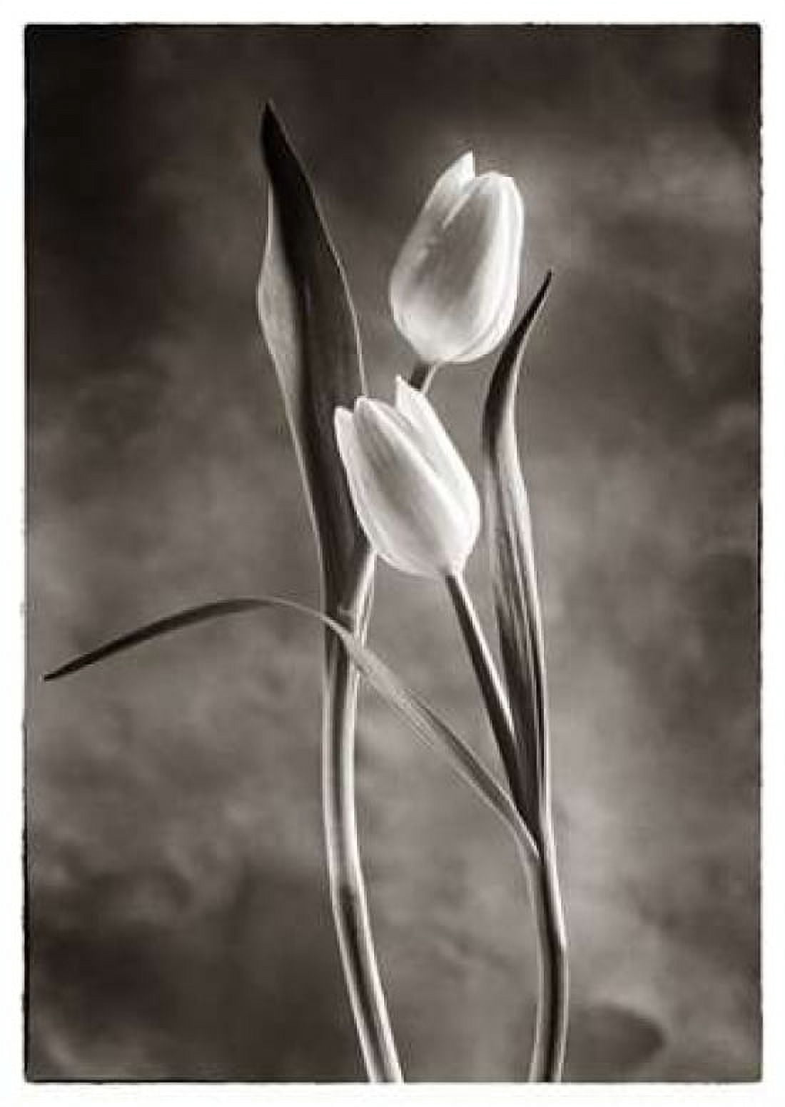 TwoTone Tulips VI Canvas Art - Debra Van Swearingen (20 x 28)
