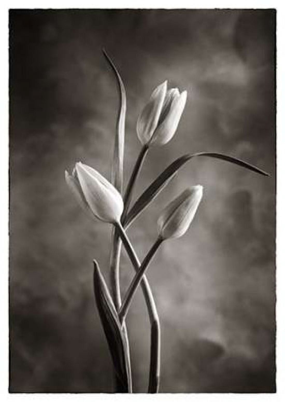 TwoTone Tulips VII Canvas Art - Debra Van Swearingen (20 x 28)