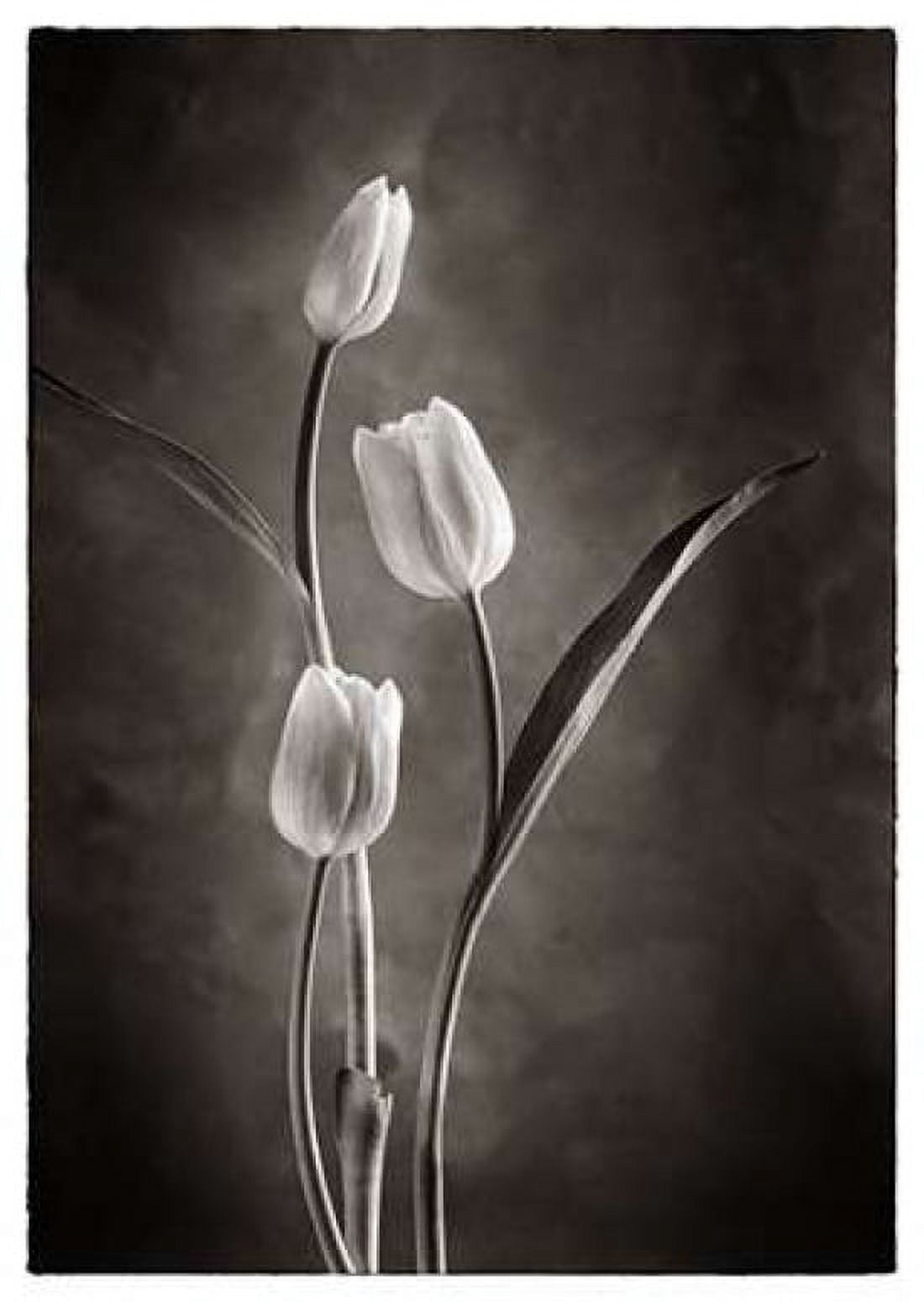 TwoTone Tulips VIII Canvas Art - Debra Van Swearingen (20 x 28)